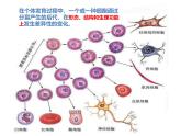 初中  生物  人教版（2024）  七年级上册（2024）  第二节 动物体的结构层次 课件