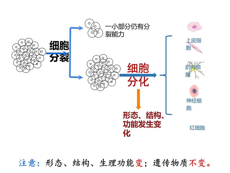 初中  生物  人教版（2024）  七年级上册（2024）  第二节 动物体的结构层次 课件第7页