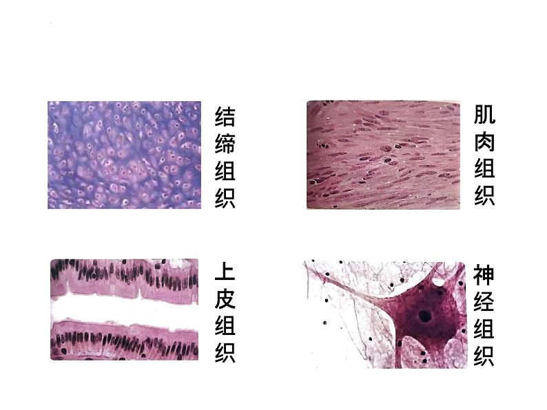 初中  生物  人教版（2024）  七年级上册（2024）  第二节 动物体的结构层次 课件第8页