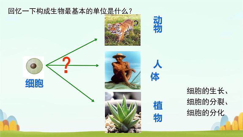 初中  生物  人教版（2024）  七年级上册（2024）  第二节 动物体的结构层次 课件第2页