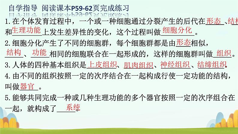 初中  生物  人教版（2024）  七年级上册（2024）  第二节 动物体的结构层次 课件第3页