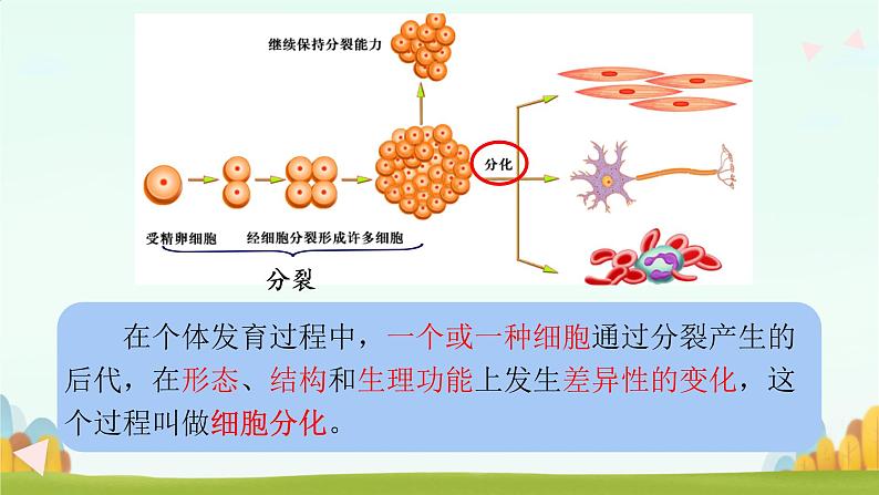 初中  生物  人教版（2024）  七年级上册（2024）  第二节 动物体的结构层次 课件第7页