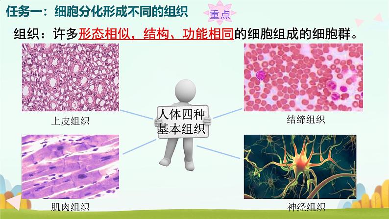 初中  生物  人教版（2024）  七年级上册（2024）  第二节 动物体的结构层次 课件第8页