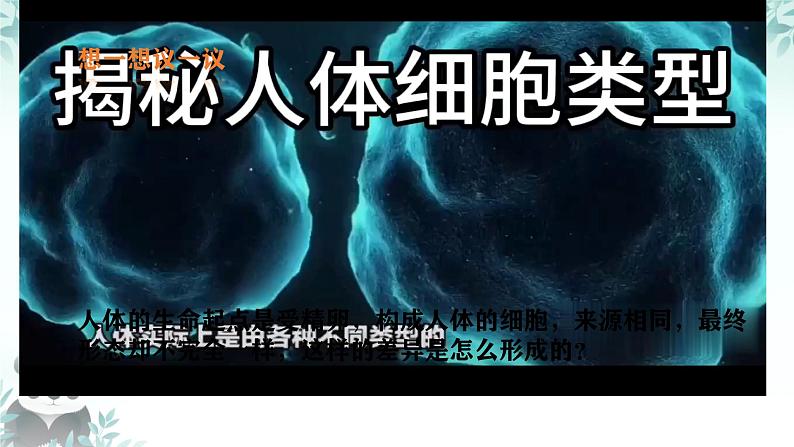 初中  生物  人教版（2024）  七年级上册（2024）  第二节 动物体的结构层次 课件第3页