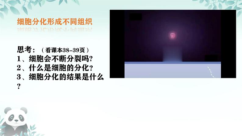 初中  生物  人教版（2024）  七年级上册（2024）  第二节 动物体的结构层次 课件第4页