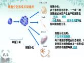 初中  生物  人教版（2024）  七年級上冊（2024）  第二節(jié) 動物體的結構層次 課件