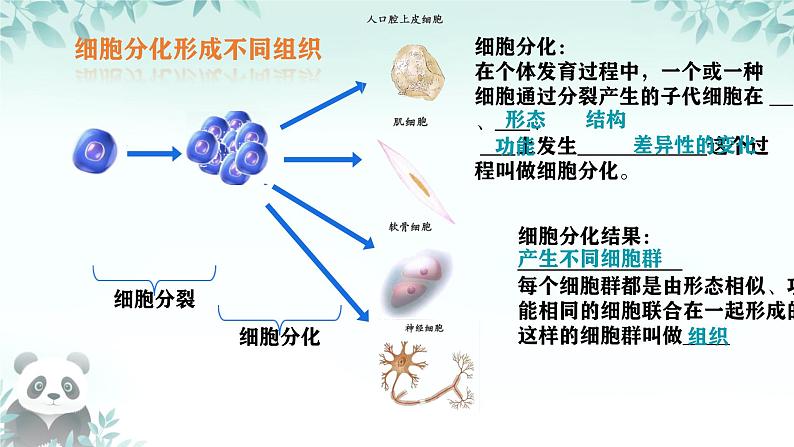 初中  生物  人教版（2024）  七年级上册（2024）  第二节 动物体的结构层次 课件第5页