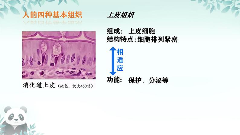 初中  生物  人教版（2024）  七年级上册（2024）  第二节 动物体的结构层次 课件第7页