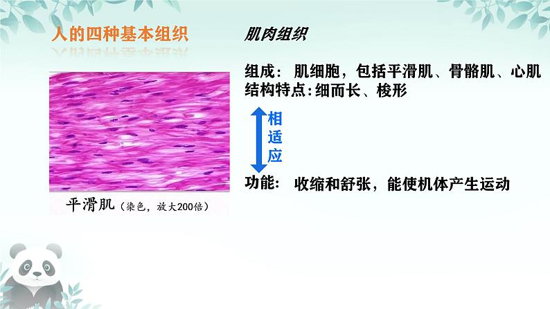 初中  生物  人教版（2024）  七年级上册（2024）  第二节 动物体的结构层次 课件第8页