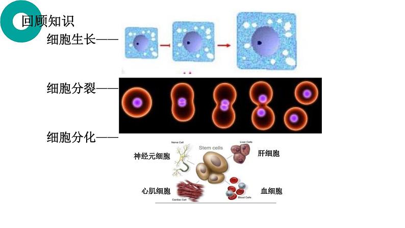 初中  生物  人教版（2024）  七年级上册（2024）  第二节 动物体的结构层次 课件第2页