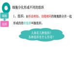 初中  生物  人教版（2024）  七年级上册（2024）  第二节 动物体的结构层次 课件