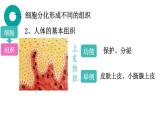 初中  生物  人教版（2024）  七年级上册（2024）  第二节 动物体的结构层次 课件