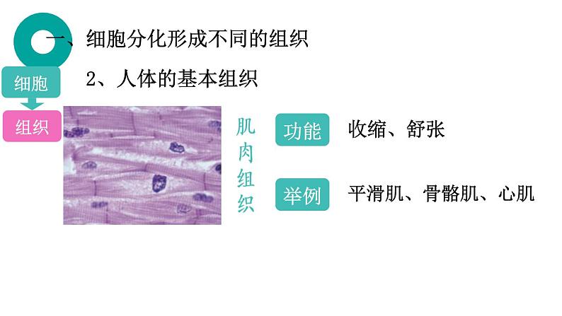 初中  生物  人教版（2024）  七年级上册（2024）  第二节 动物体的结构层次 课件第5页