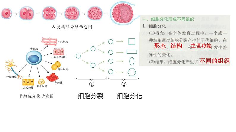 初中  生物  人教版（2024）  七年级上册（2024）  第二节 动物体的结构层次 课件第2页