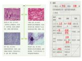初中  生物  人教版（2024）  七年级上册（2024）  第二节 动物体的结构层次 课件