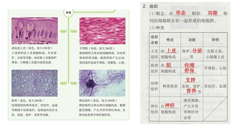 初中  生物  人教版（2024）  七年级上册（2024）  第二节 动物体的结构层次 课件第3页