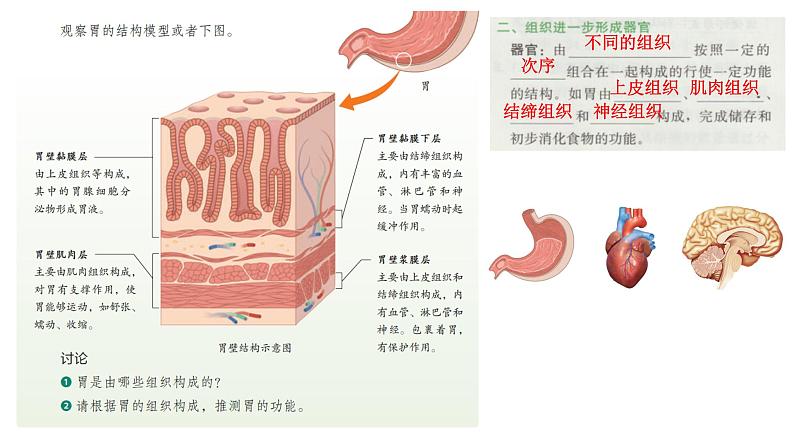 初中  生物  人教版（2024）  七年级上册（2024）  第二节 动物体的结构层次 课件第4页