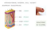 初中  生物  人教版（2024）  七年级上册（2024）  第二节 动物体的结构层次 课件