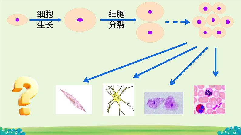 初中  生物  人教版（2024）  七年级上册（2024）  第二节 动物体的结构层次 课件第1页