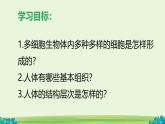 初中  生物  人教版（2024）  七年級上冊（2024）  第二節(jié) 動物體的結構層次 課件
