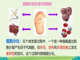 初中  生物  人教版（2024）  七年級上冊（2024）  第二節(jié) 動物體的結構層次 課件
