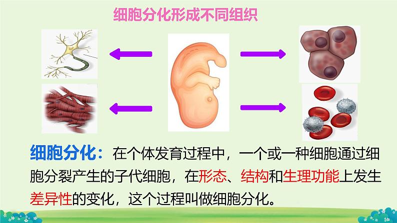 初中  生物  人教版（2024）  七年级上册（2024）  第二节 动物体的结构层次 课件第4页