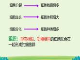 初中  生物  人教版（2024）  七年級上冊（2024）  第二節(jié) 動物體的結構層次 課件