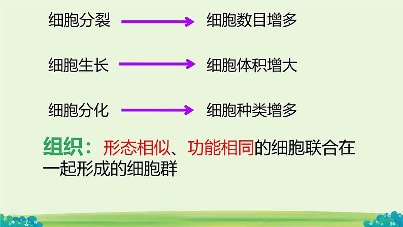 初中  生物  人教版（2024）  七年级上册（2024）  第二节 动物体的结构层次 课件第5页