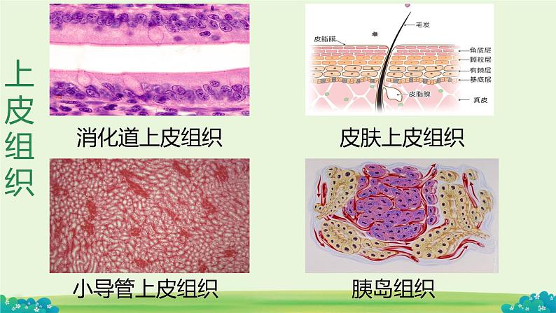 初中  生物  人教版（2024）  七年级上册（2024）  第二节 动物体的结构层次 课件第6页