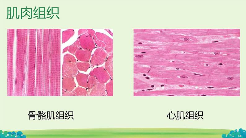 初中  生物  人教版（2024）  七年级上册（2024）  第二节 动物体的结构层次 课件第7页