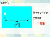 初中  生物  人教版（2024）  七年級上冊（2024）  第二節(jié) 動物體的結構層次 課件