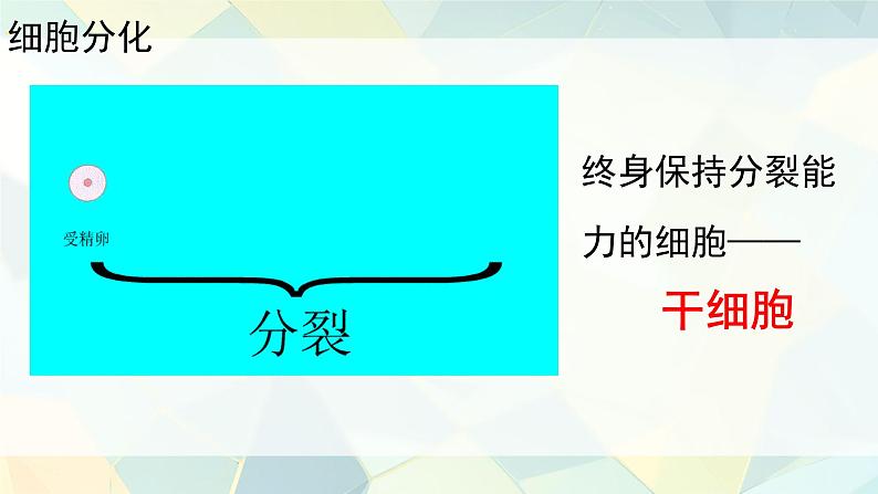 初中  生物  人教版（2024）  七年级上册（2024）  第二节 动物体的结构层次 课件第3页