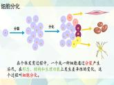 初中  生物  人教版（2024）  七年級上冊（2024）  第二節(jié) 動物體的結構層次 課件