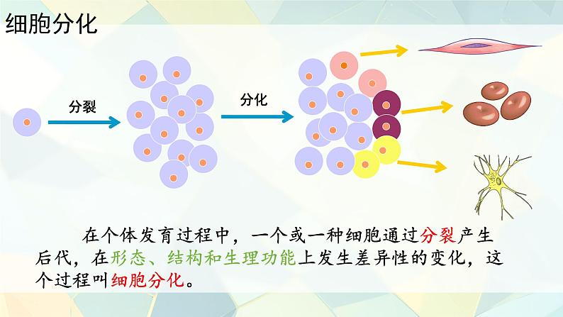 初中  生物  人教版（2024）  七年级上册（2024）  第二节 动物体的结构层次 课件第4页