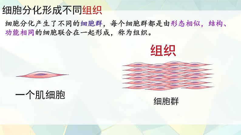 初中  生物  人教版（2024）  七年级上册（2024）  第二节 动物体的结构层次 课件第6页