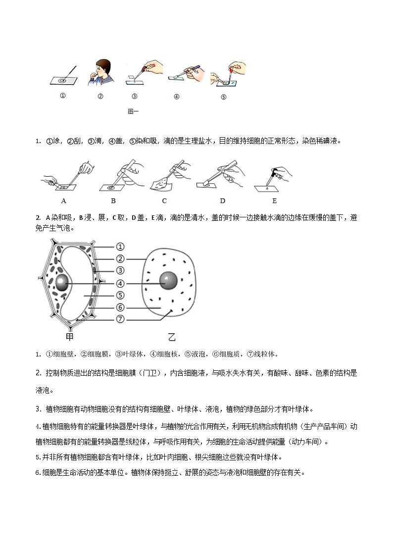 苏教版（2024新版）七年级上册生物期末复习知识点学案第2页