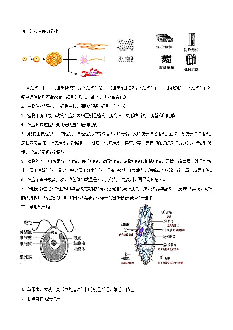 苏教版（2024新版）七年级上册生物期末复习知识点学案第3页