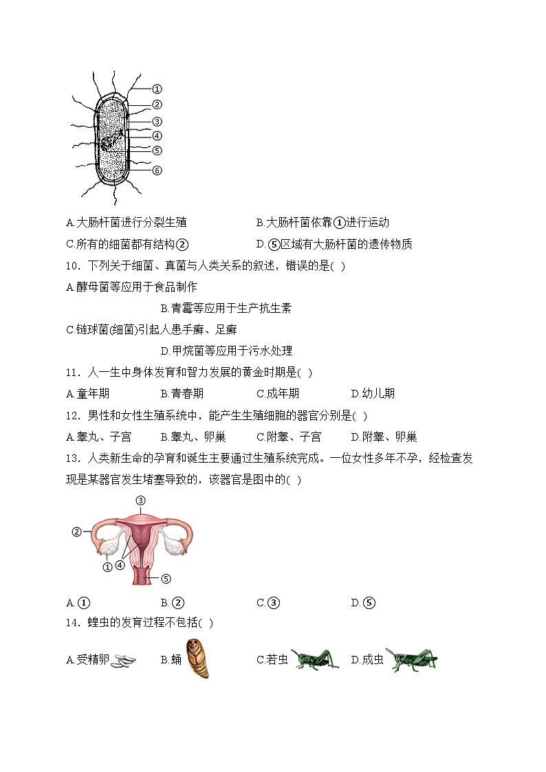 河北省廊坊市2024-2025学年八年级上学期12月期末考试生物试卷(含答案)第3页