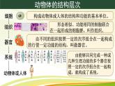 初中  生物  人教版（2024）  七年級上冊（2024）  第三節(jié) 植物體的結(jié)構(gòu)層次 課件