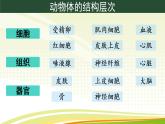 初中  生物  人教版（2024）  七年級上冊（2024）  第三節(jié) 植物體的結(jié)構(gòu)層次 課件