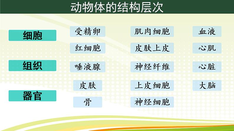 初中  生物  人教版（2024）  七年级上册（2024）  第三节 植物体的结构层次 课件第2页