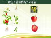 初中  生物  人教版（2024）  七年級上冊（2024）  第三節(jié) 植物體的結(jié)構(gòu)層次 課件