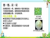 初中  生物  人教版（2024）  七年级上册（2024）  第三节 植物体的结构层次 课件