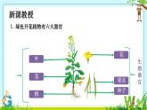 初中  生物  人教版（2024）  七年级上册（2024）  第三节 植物体的结构层次 课件