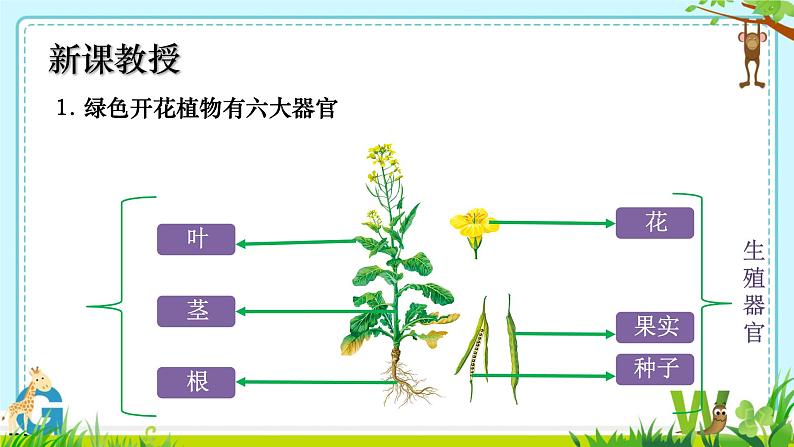 初中  生物  人教版（2024）  七年级上册（2024）  第三节 植物体的结构层次 课件第4页