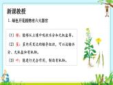 初中  生物  人教版（2024）  七年级上册（2024）  第三节 植物体的结构层次 课件