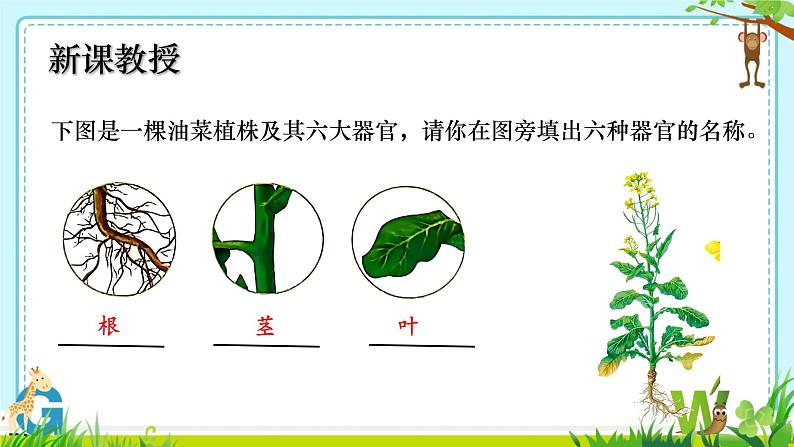 初中  生物  人教版（2024）  七年级上册（2024）  第三节 植物体的结构层次 课件第7页