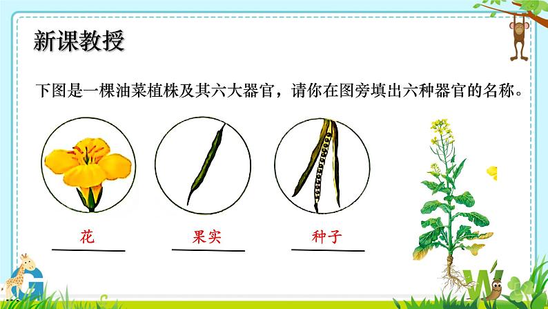 初中  生物  人教版（2024）  七年级上册（2024）  第三节 植物体的结构层次 课件第8页