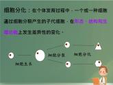 初中  生物  人教版（2024）  七年级上册（2024）  第三节 植物体的结构层次 课件