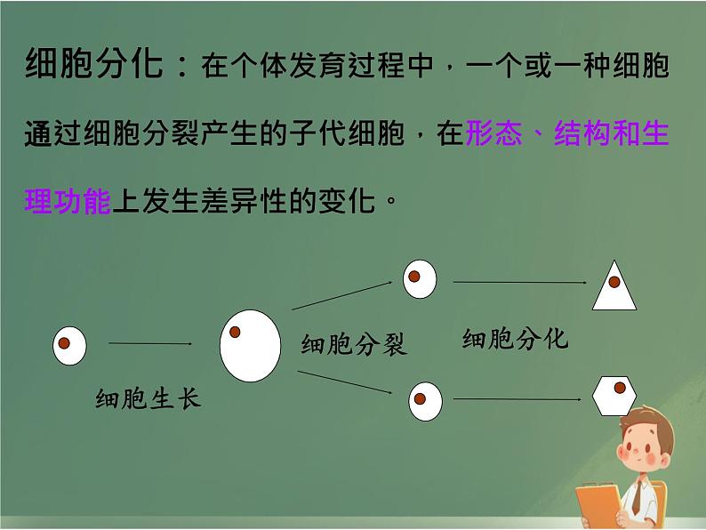 初中  生物  人教版（2024）  七年级上册（2024）  第三节 植物体的结构层次 课件第2页